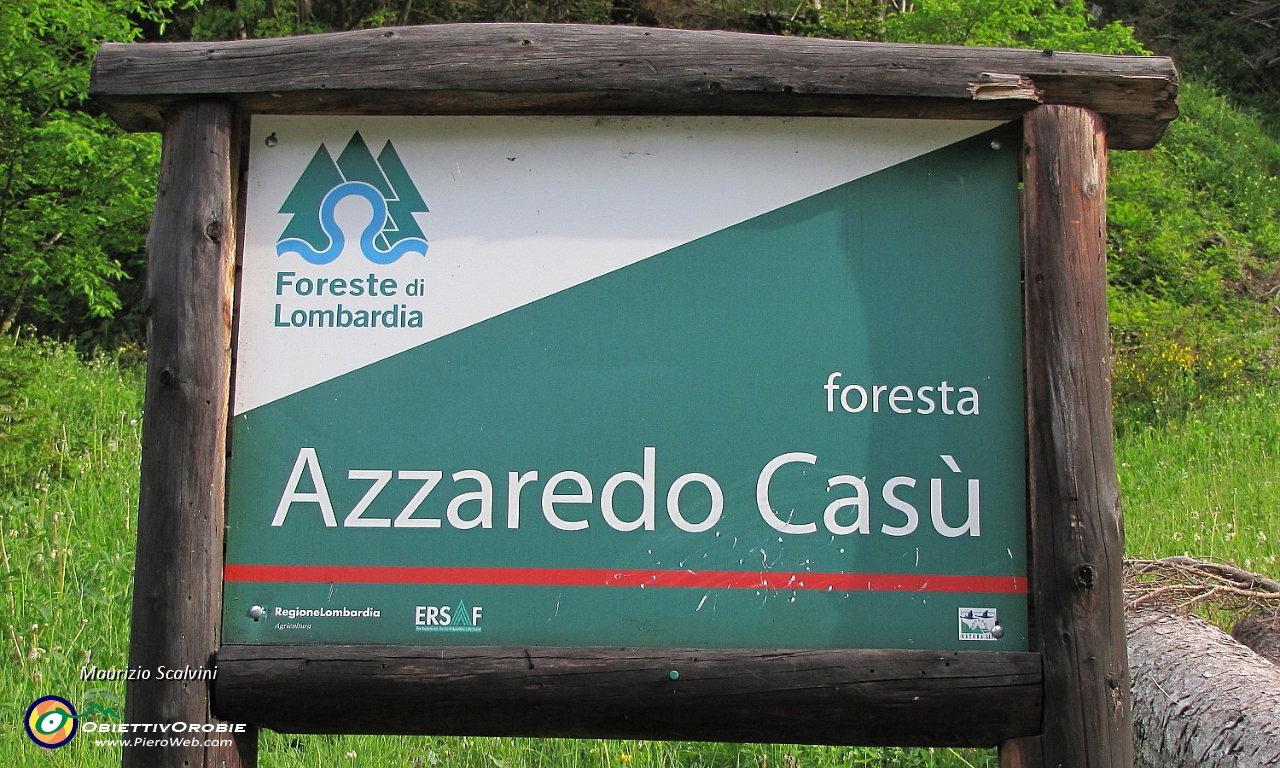 04 Nella foresta Azzaredo - Casù....JPG